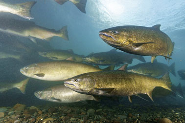 spring chinook graphic